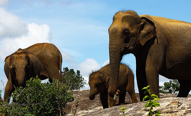 Jeep safaris in Yala National Park - Experience - Sri Lanka In Style